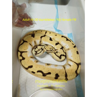 Adult Hi Od Bumblebee pos yb female 4800 less 40% $2880