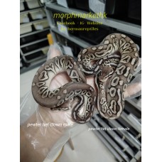 全HOLD 了,Pewter het clown male 1k female 2k less 50% $500,$1000