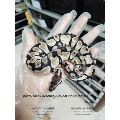 Hold 了, Pastel Black axa 66% clown female 6900 less 60% $2760