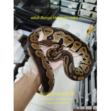 Adult PB Bongo het hypo male 2600 50% =$1300