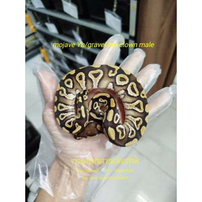 Mojave yb/gravel het clown male $1200 less 50% $600