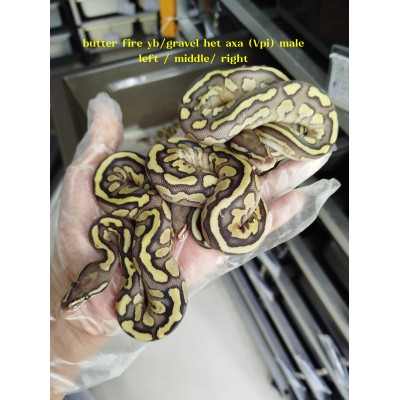 24 butter fire yb Axa (Vpi) x pastel highway