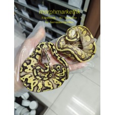 24 Firefly yb/gravel het axa male ,butter fire yb/gravel het axa male 1300 each