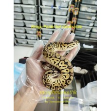 Bongo pastel het clown male 2200 less 40% $1320