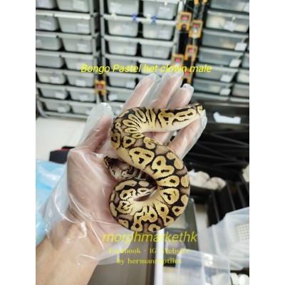 Bongo pastel het clown male 2200 less 40% $1320