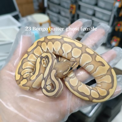 23 bongo butter hypo female 5900