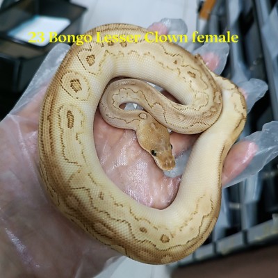 23 Bongo Lesser Clown female 8900