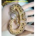 24 bongo clown x leopard spotnose super pastel het clown