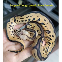 24 bongo clown x leopard spotnose super pastel het clown