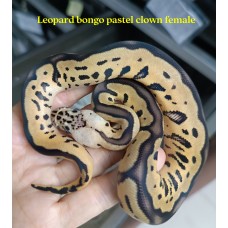 24 bongo clown x leopard spotnose super pastel het clown