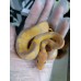 24 bp clown x banana rs het clown female 