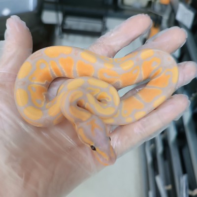 24 bp clown x banana rs het clown female 