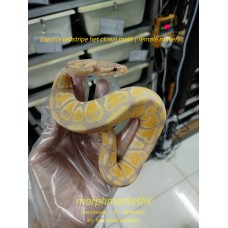 Banana redstripe het clown male ( female maker) 3500 less 50% 1750