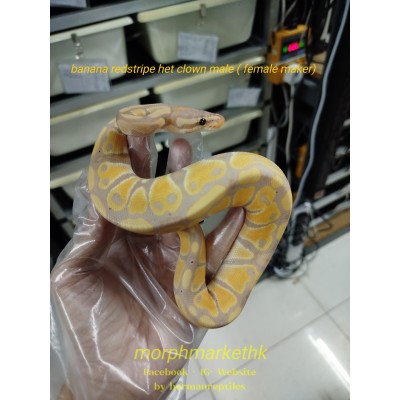 Banana redstripe het clown male ( female maker) 3500 less 50% 1750