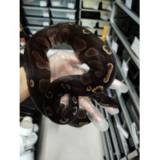 Adult Black head GHI 100% het Hypo male PB 3000