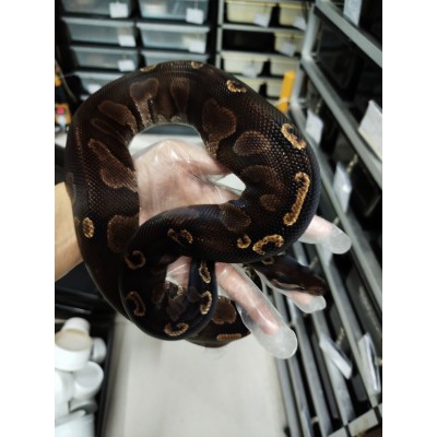 Adult Black head GHI 100% het Hypo male PB 3000