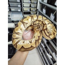 Adult Sugar pastel PB female 3300 