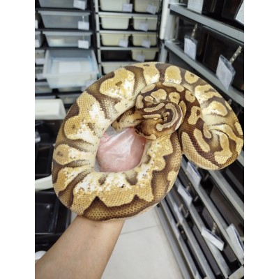 Adult Sugar pastel PB female 3300 