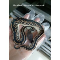 24 Black head Het clown x Cinnamon clown