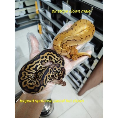 Pair $3500 leopard sn pastel het cln 0.1 , Pin clown 1.0