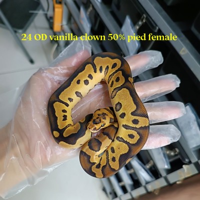 24 OD vanilla clown 50% pied female 6300