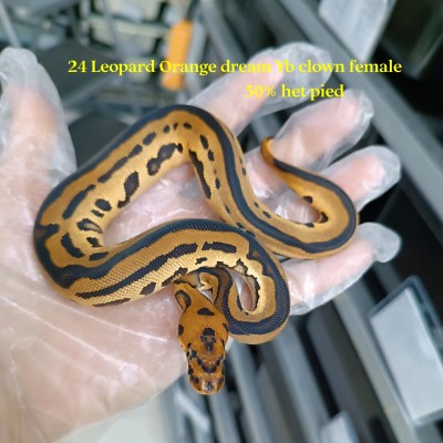 24 Leopard OD YB clown 50% pied female 6800