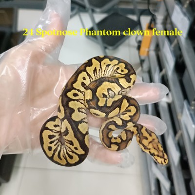 24 Spotnose phantom clown female SOLD