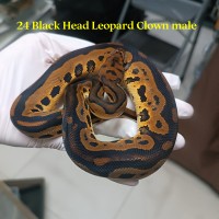 24 black Head Leopard clown male 9500