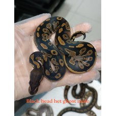 24 black head het hypo 1.0 have, butter het hypo 1.0 SOLD