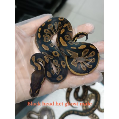 24 black head het hypo 1.0 have, butter het hypo 1.0 SOLD