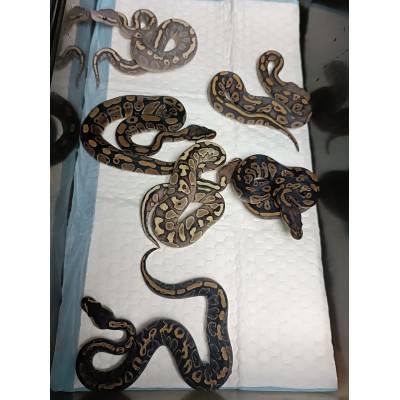 24 black head ghi het ghost x butter ghost