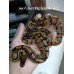 24 leopard enchi dg het hypo ph cln x spider het Dg