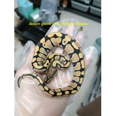 24 leopard enchi dg het hypo ph cln x spider het Dg