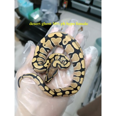 24 leopard enchi dg het hypo ph cln x spider het Dg