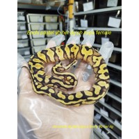 24 enchi pastel yb het dg ph hypo female 2500