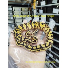 24 enchi pastel yb het dg ph hypo female 2500