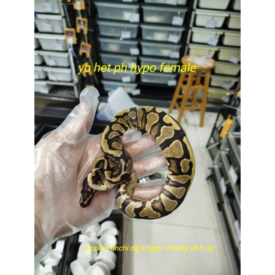 24 yb het dg ph hypo female $1200