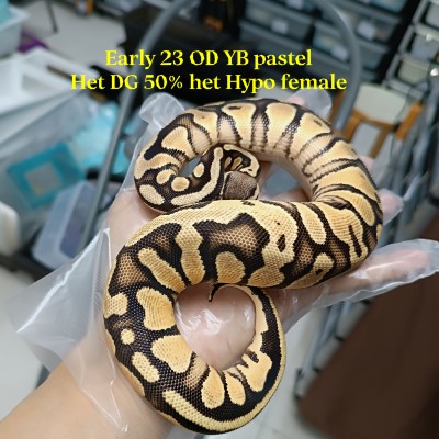 Early 23 OD yb het dg 50% het ghost female 4500