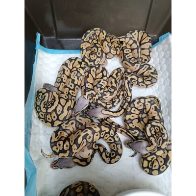 24 leopard enchi dg het hypo ph clown x black head super pastel hypo