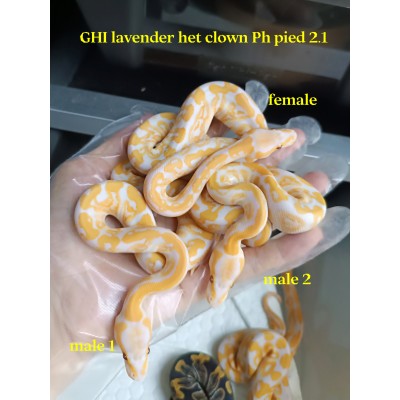 24 grail blade 66% het pied x GHI het lav ph pied