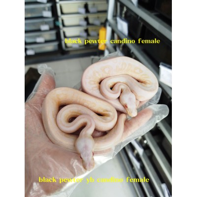 24 Black pasel albino x pastel yb candy + combo ( new gene)