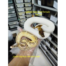 Pair 4500 Pastel highway het pied 公 $1800 yb pied het mf female 3200