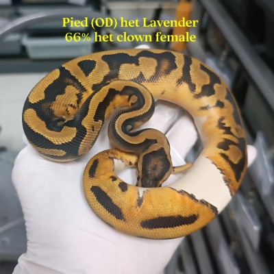 24 Pied (OD) het lavender 66% het clown female 4000