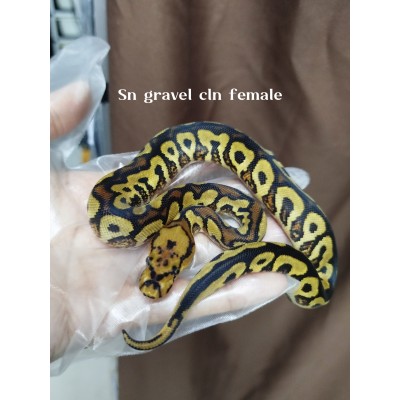 24 Sn gravel cln x Enchi butter blade Cln 