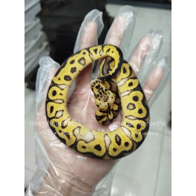 Pastel OD clown Het pied female 6800