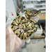 24 od clown pied x pastel OD dh clown pied