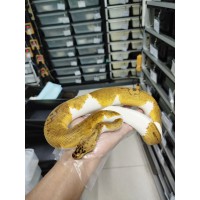 23 pastel clown pied pos OD male 7900 600g