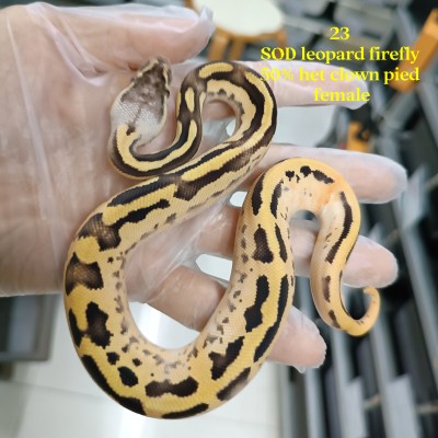 23 SOD leopard firefly ph clown pied female 4500