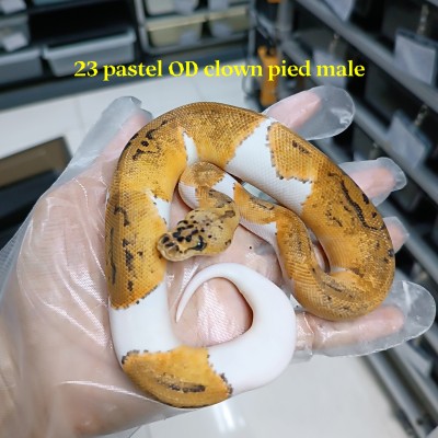 23 pastel Orange dream clown pied male 20000