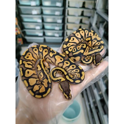 24 Pastel gravel/yb het pied male $700 合新手